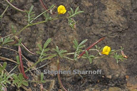 acmispon strigosus 3 graphic